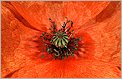 Coquelicot (CANON EOS 1n)