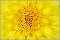 Coeur d'une fleur jaune (CANON 20D + EF 100 macro)