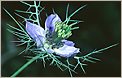 Nigelle de Damas (CANON EOS 1n)