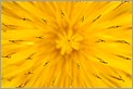 Fleur de Pissenlit (Canon 10D + MP-E 65mm + flash MT24 EX)