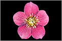 Fleur rose en transparence (CANON 20D + EF 100 macro)