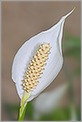 Fleur Spatiphylllum (CANON 5D + EF 180 macro L)