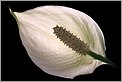 Fleur Spatiphylllum entre "ombre & lumière" (CANON 10D + flashs 550EX & MT-24EX)