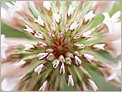 Fleur de trèfle (OLYMPUS E-10)