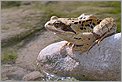 Grenouille rousse sur une pierre prenant un bain de Soleil (CANON 10D + EF 100 macro)