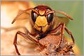 Guêpe Vespa crabro + Frelon (Canon 10D + EF 100 macro + 3 bagues allongues Kenko)