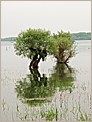 Arbres sur le lac du Der (OLYMPUS E-10)