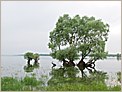 Arbres sur le lac du DER (OLYMPUS E-10)