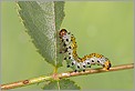 Larve du Némate du groseillier (CANON 10D + EF 100 macro)