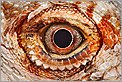 Oeil de lézard Pogona vitticeps (CANON 40D + EF 100 macro + MT-24EX + 580EX)