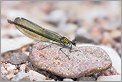 Libellule Calopteryx splendens femelle dans le lit d'une rivière Portrait d'une libellule Caloptéryx splendens femelle (CANON 5D + EF 100 macro + Life Size Converter + MR-14EX + 550EX)