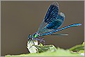 Libellule Calopteryx splendens mâle avec les ailes déployées libellule_calopteryx_splendens_male_ailes_deployees libellule_calopteryx_splendens_male_ailes_deployees (CANON 20D + EF 180 macro L + 550EX + diffuseur LASTOLITE)