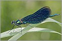 Libellule Caloptéryx virgo male (CANON 10D +EF 100 macro)