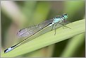 Libellule demoiselle ischnura elegans [CANON 5D + EF 100 macro + Life Size Converter + ME-14EX + 550EX)