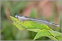 Libellule demoiselle platycnemis pennipes (CANON 5D + EF 100 macro + Life Size Converter + MR-14EX + 550EX)