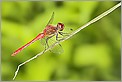 Libellule Sympetrum striolatum (CANON 5D + EF 100 macro + MR-14EX + 550EX)