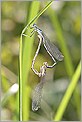 Accouplement de libellules agrion  platycnemis pennipes (CANON 10D + EF 100 macro)