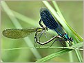 Accouplement de libellules Caloptéryx Splendens (OLYMPUS E-10) 