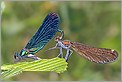 Accouplement de libellule Calopteryx virgo (CANON 10D + EF 100 macro)