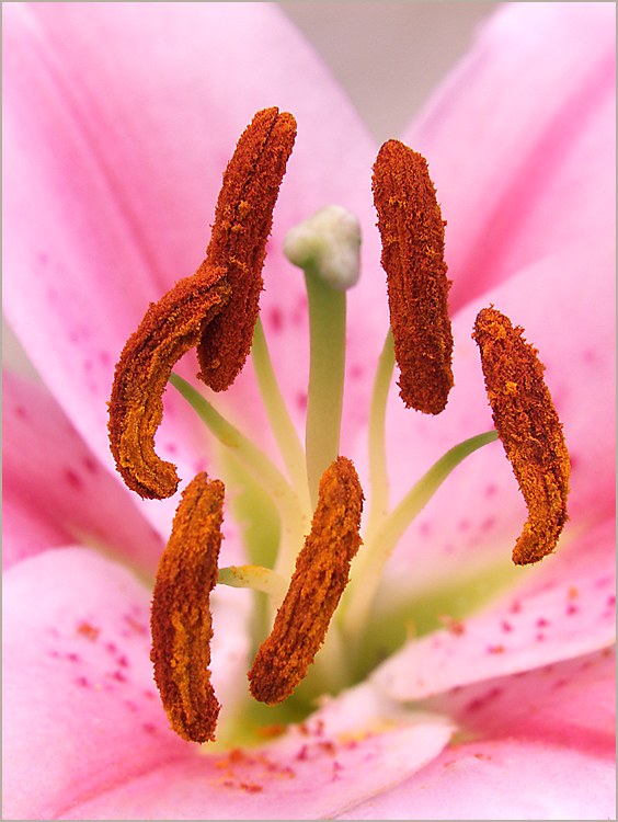 la-beauté-de-lys-roses-peut-servir-pour-une-décoration-parfaite