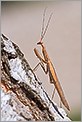 Mante religieuse sur un tronc d'arbre (CANON 20D + EF 180 macro L)