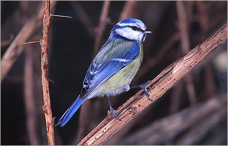 Mésange bleue_13 | Véronique Montignon