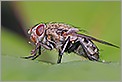 Mouche sur une feuille (CANON 20D + EF 180 macro L + 550EX + diffuseur gonflable PHOTOFLEX)