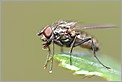 Mouche sur une feuille de Rosier (CANON D60)