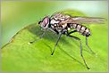 Mouche sur une feuille (CANON 10D + MPE-65mm macro)