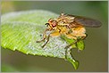 Mouche sur une feuille (CANON 5D + EF 180 macro L)