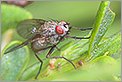 Mouche couverte de gouttelettes de ros&eacute;e Portrait d'une libellule Calopt&eacute;ryx splendens femelle (CANON 5D + EF 100 macro + Life Size Converter + MR-14EX + 550EX)