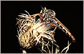 Mouche pr&eacute;datrice (CANON EOS 1n)