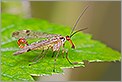 Mouche scorpion (CANON 20D + EF 180 macro L)