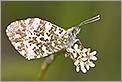 Papillon Aurore (CANON 20D + EF 180 macro L + 2 x 550EX & STE2)