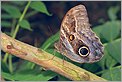 Papillon Caligo atreus (Canon 10D + EF 100 macro)