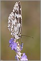 Papillon demi-deuil Melanargia galathea (CANON 10D + EF 100 macro)