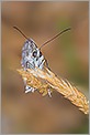 Papillon demi-deuil Melanargia galathea (CANON 5D + EF 100 macro + Life Size Converter + MR-14EX + 550EX)