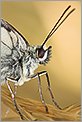 Tête d'un papillon demi-deuil Melanargia galathea (CANON 5D + EF 100 macro + Life Size Converter + MR-14EX + 550EX)