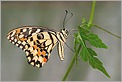 Papillon Demoleus (Canon 10D + EF 100 macro)