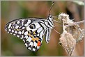 Papillon Demoleus (CANON 20D + EF 100 macro + MT-24EX)