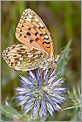 Papillon grand nacré Mesoacidalia aglaja sur une fleur de chardon (CANON 10D + EF 100 macro)