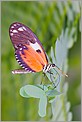 Papillon Heliconius hecale (CANON 20D + EF 100 macro + MT-24EX)