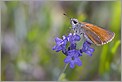 Papillon Hespérie de la Houque "Thymelicus sylvestris" (CANON 10D + EF 100 macro)
