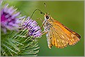 Papillon Hesperie ochlodes venatus sylvaine (CANON 20D + EF 180 macro L)