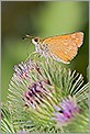 papillon_hesperie_ochlodes_venatus_sylvaine (CANON 20D + EF 180 macro L + 550ex + diffuseur Lastolite)