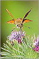 Papillon Hespérie ocholdes venatus sylvaine (CANON 20D + EF 180 macro L)
