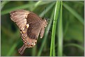 Papillon tropical (Canon 10D + EF 100 macro)