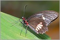 Papillon tropical (Canon 10D + EF 100 macro)