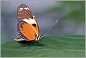 Papillon tropical (Canon 10D + EF 100 macro)