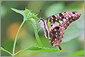 Papillon tropical (CANON 20D + EF 180 macro L)
